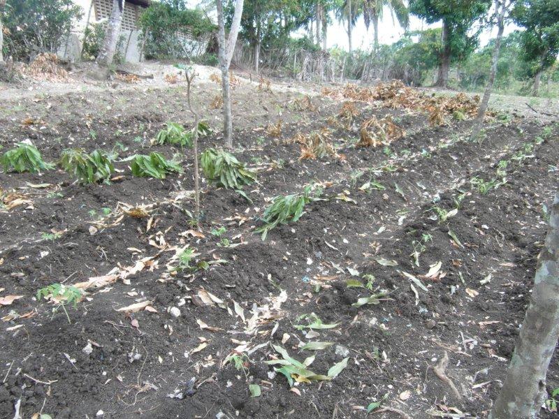 11 jardin avec plants de tomates.jpg